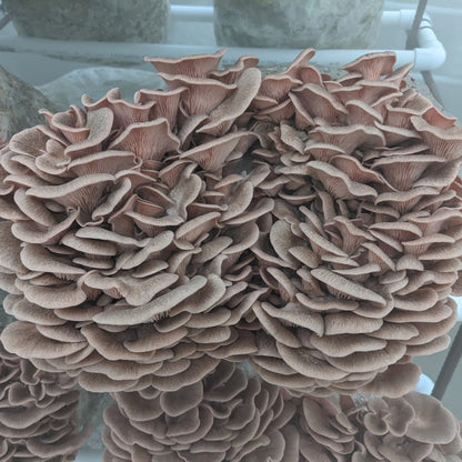 pink_oyster mushroom